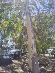 Corymbia citriodora