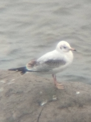 Chroicocephalus ridibundus