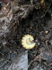 Xystocheir dissecta