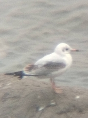 Chroicocephalus ridibundus