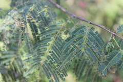 Lysiloma divaricatum