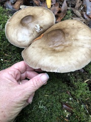 Pluteus umbrosus