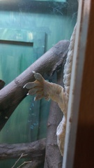 Rhacodactylus leachianus