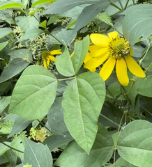 Rudbeckia laciniata