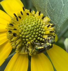 Rudbeckia laciniata