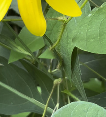 Rudbeckia laciniata