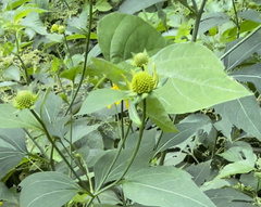 Rudbeckia laciniata