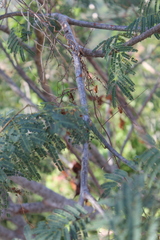 Lysiloma divaricatum