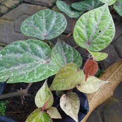 Piper crocatum