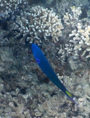 Thalassoma lunare