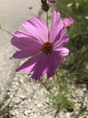 Cosmos parviflorus