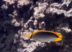 Chaetodon melannotus