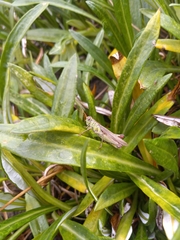 Melanoplus yarrowii