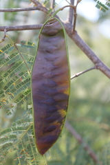 Lysiloma divaricatum