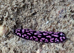 Phyllidiella