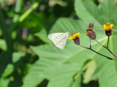 Hesperocharis costaricensis