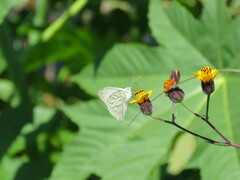 Hesperocharis costaricensis