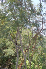 Lysiloma divaricatum