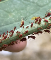 Uroleucon rudbeckiae