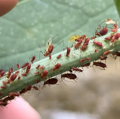 Uroleucon rudbeckiae