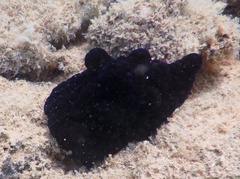 Coriocella nigra