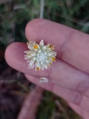 Pfaffia gnaphalioides