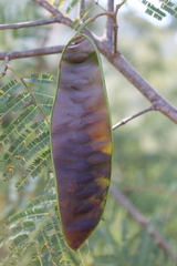 Lysiloma divaricatum