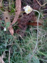 Pfaffia gnaphalioides