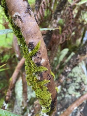 Macromitrium
