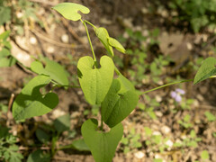 Aristolochia contorta
