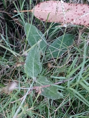 Pfaffia gnaphalioides