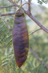 Lysiloma divaricatum