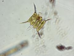 Scenedesmus quadricauda