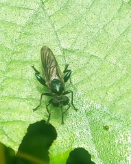 Laphriini