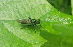 Laphriini
