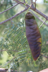 Lysiloma divaricatum