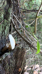 Cyclocybe parasitica