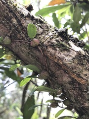 Bulbophyllum exiguum
