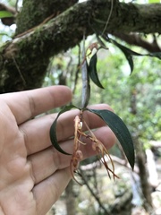 Dendrobium tetragonum