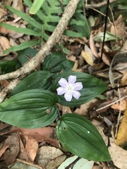 Tripladenia cunninghamii