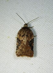 Acleris braunana