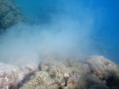 Porites