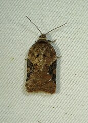Acleris braunana