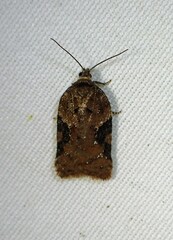 Acleris braunana