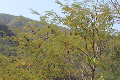 Lysiloma divaricatum