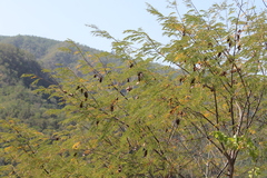 Lysiloma divaricatum