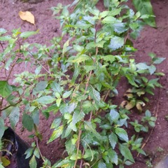 Orthosiphon aristatus