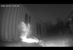 Mephitis mephitis occidentalis