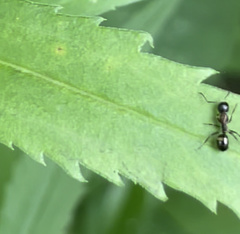 Camponotus subbarbatus