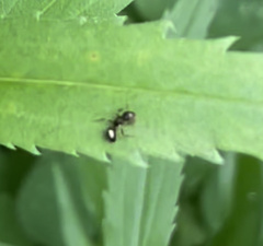 Camponotus subbarbatus